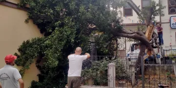 Bursa’da yıldırım ağacı ikiye böldü
