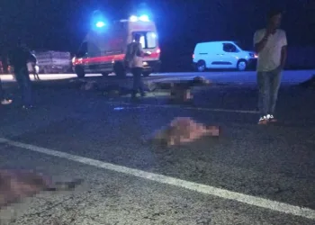 Minibüs sürüye çarptı! Koyunlar telef oldu
