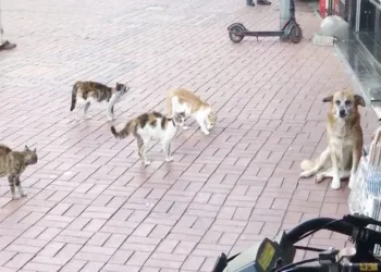 Kedilerin sıkıştırdığı köpeği esnaf kurtardı