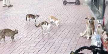 Kedilerin sıkıştırdığı köpeği esnaf kurtardı