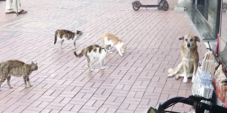 Kedilerin sıkıştırdığı köpeği esnaf kurtardı