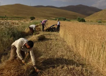 Hakkari’de kavurucu sıcakta buğday hasadı