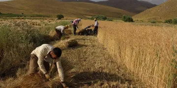 Hakkari’de kavurucu sıcakta buğday hasadı