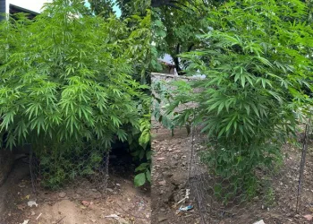 Bursa’da bahçesinde uyuşturucu yetiştiren şahsa operasyon