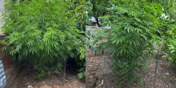 Bursa’da bahçesinde uyuşturucu yetiştiren şahsa operasyon