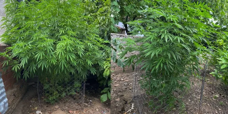 Bursa’da bahçesinde uyuşturucu yetiştiren şahsa operasyon