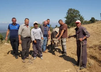 Kurbanda kaçan dana 26 gün sonra yakalandı
