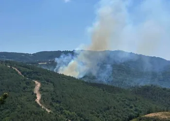 Çanakkale Biga’da orman yangını