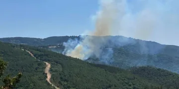 Çanakkale Biga’da orman yangını