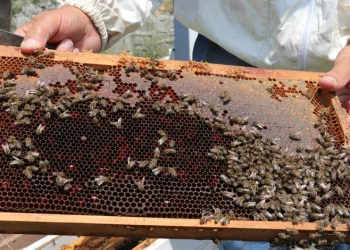 Zonguldak’ta bal üretimi 30 tona düştü
