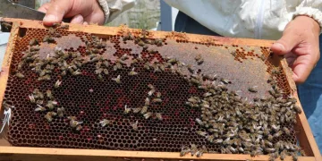Zonguldak’ta bal üretimi 30 tona düştü