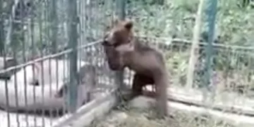 Balı fazla kaçıran ayının durumu iyi