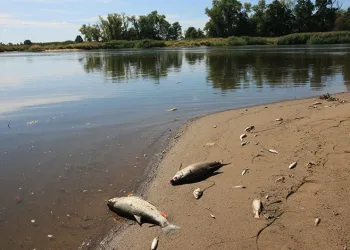 Polonya’nın Oder Nehri’nde ekolojik felaket