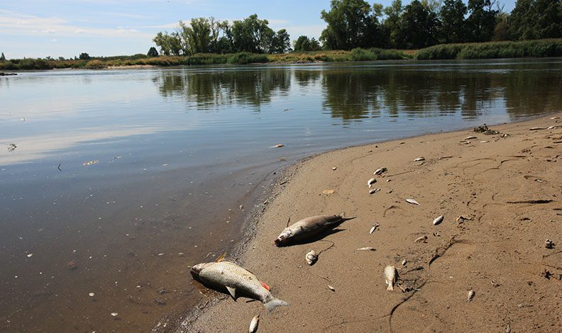 Polonya'nın Oder Nehri'nde ekolojik felaket