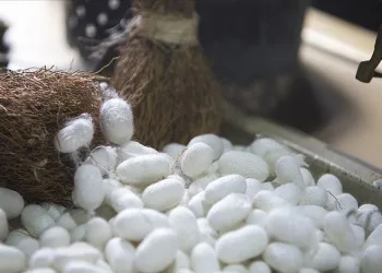 Bursa İpeği yeniden dünya vitrinine çıkıyor