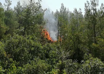 Tokat’ta orman yangını