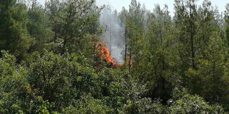 Tokat’ta orman yangını