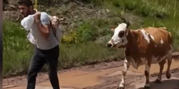 Yavru buzağıyı sırtında taşıdı