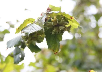 Fındık üreticisi rekolte ve fiyattan memnun