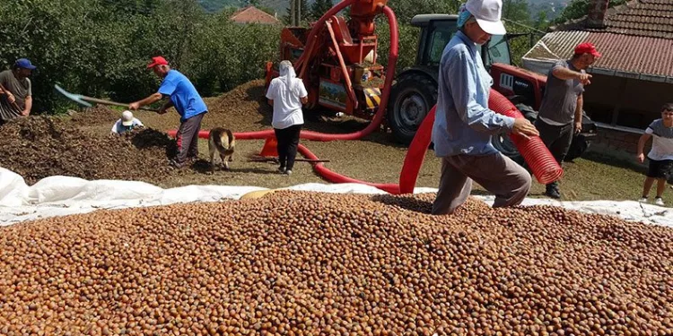 Ordu’da fındıkta patoz zamanı