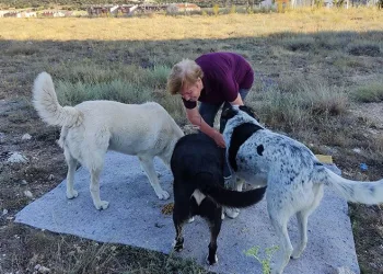Eskişehir’de yaşlı kadına ‘sokakta hayvan besleme’ tehdidi