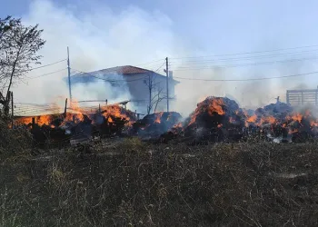 Koyunları telef olan çiftçi gözyaşlarına boğuldu