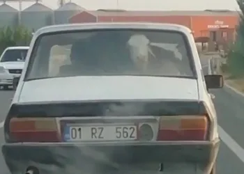 Adana’da otomobilde buzağı taşıdılar