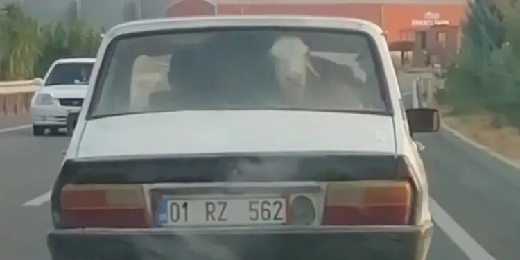 Adana’da otomobilde buzağı taşıdılar