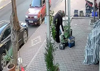 Önce suladı sonra kökünden sökerek çaldı