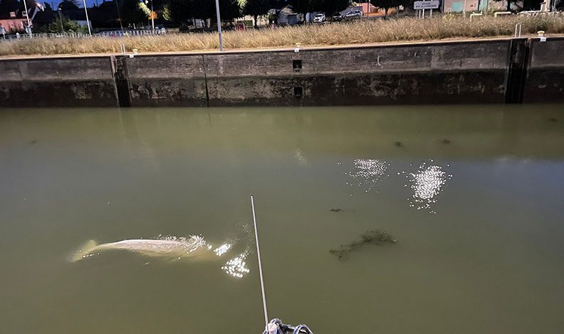 Fransa'da nehirde mahsur kalan beyaz balina kurtarıldı