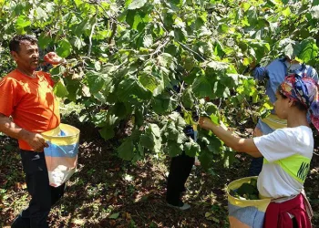 Ordu’da fındık hasadı başladı