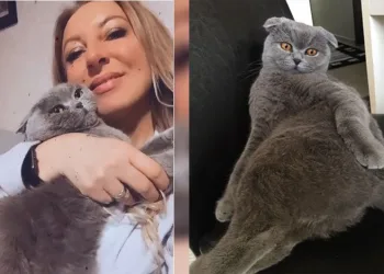 Kedisini bulana ödül verecek