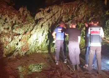 Osmaniye’de şiddetli rüzgar ağaçları devirdi
