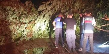 Osmaniye’de şiddetli rüzgar ağaçları devirdi
