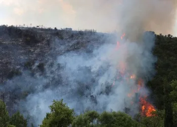 Kocaeli’de ormanlık alanda yangın