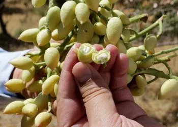 Bıttım ağacı fıstığa dönüştürüldü