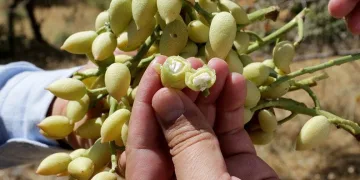 Bıttım ağacı fıstığa dönüştürüldü