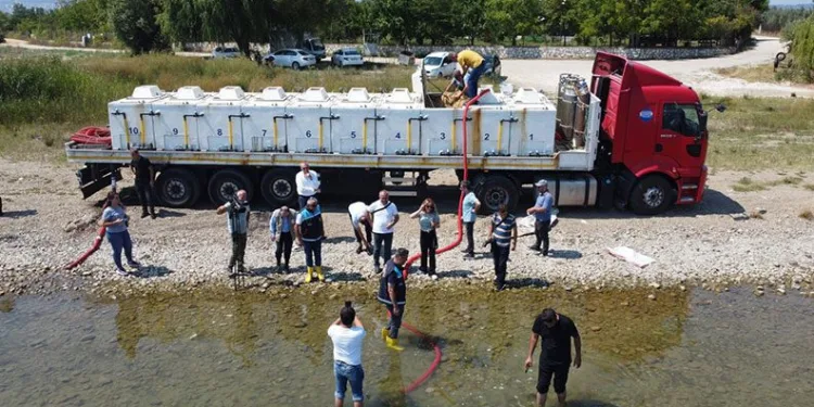 Göl ve göletlere 2,5 milyon sazan bırakıldı