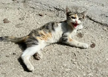 Yaralı kediye Yenişehir Belediyesi sahip çıktı