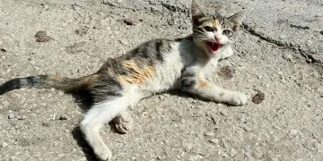 Yaralı kediye Yenişehir Belediyesi sahip çıktı