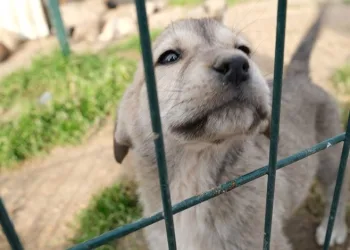 Sokak hayvanlarının dostu, İnegöl Belediyesi