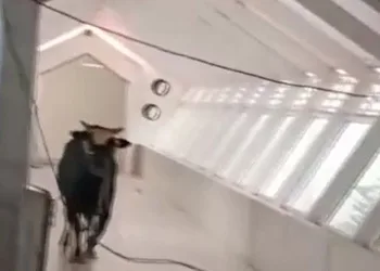 İsrail’de öfkeli boğa bankaya girdi