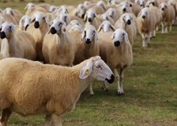 Bursa’da bir ilçede daha şap hastalığı görüldü