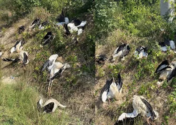 Göç yolunda yüzlerce leylek öldü