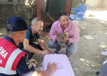 2 yaşındaki çocuğu maymun ısırdı