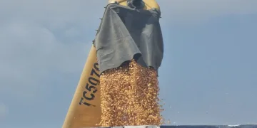 Çukurova’da mısır hasadı başladı