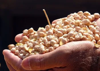 Yozgat’ta nohutta 75 bin ton rekolte bekleniyor