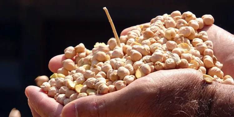 Yozgat’ta nohutta 75 bin ton rekolte bekleniyor
