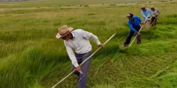 Iğdır’da ot biçme senfonisi