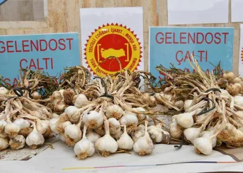 Çaltı sarımsağına coğrafi işaret